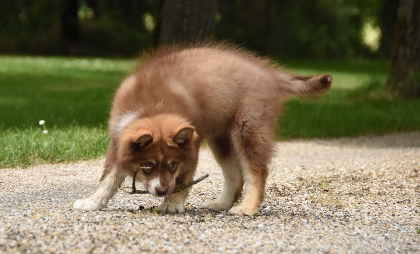 Chiot N°6