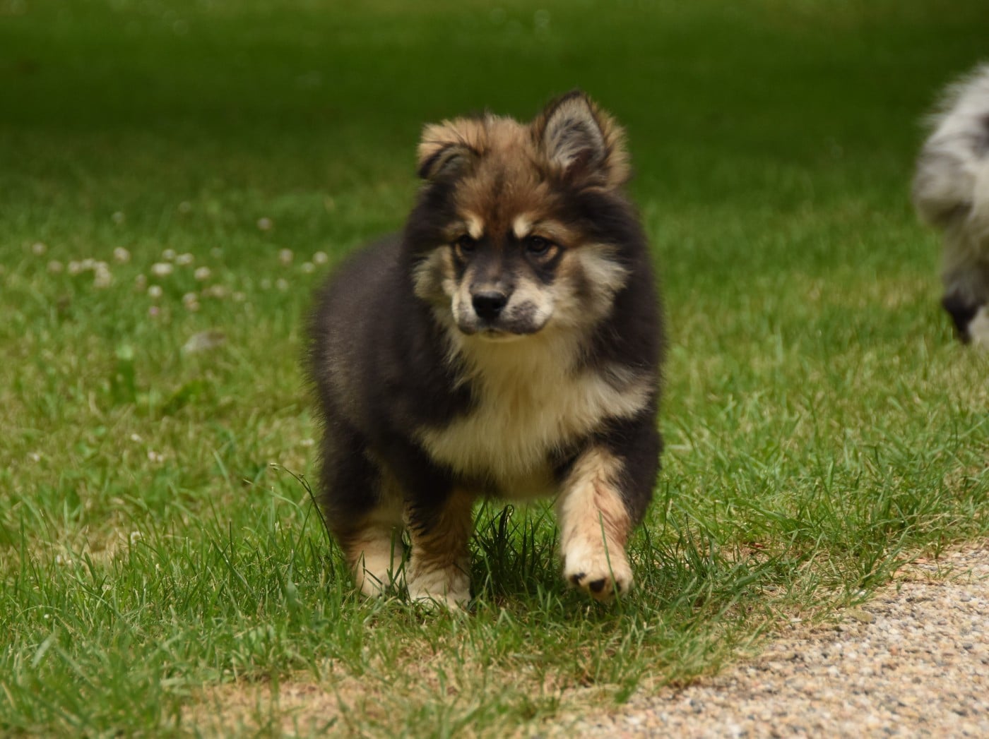 Chiot N°10