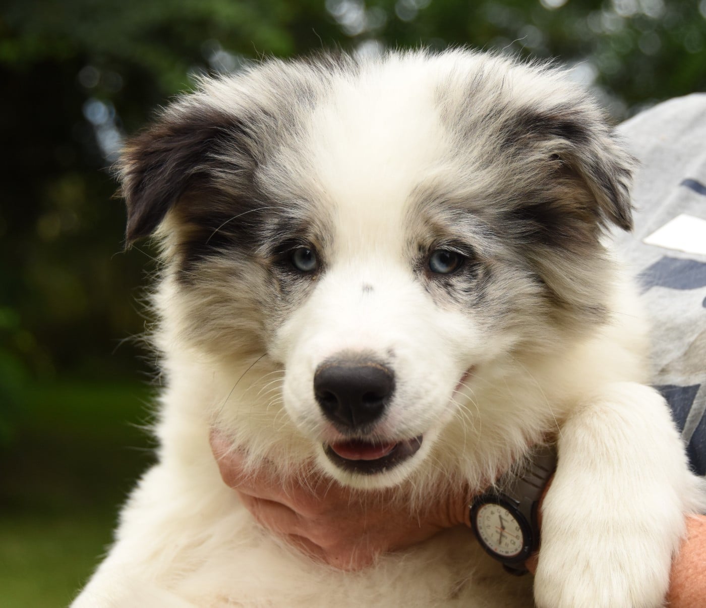 Border Collie - des Collines de Sagne