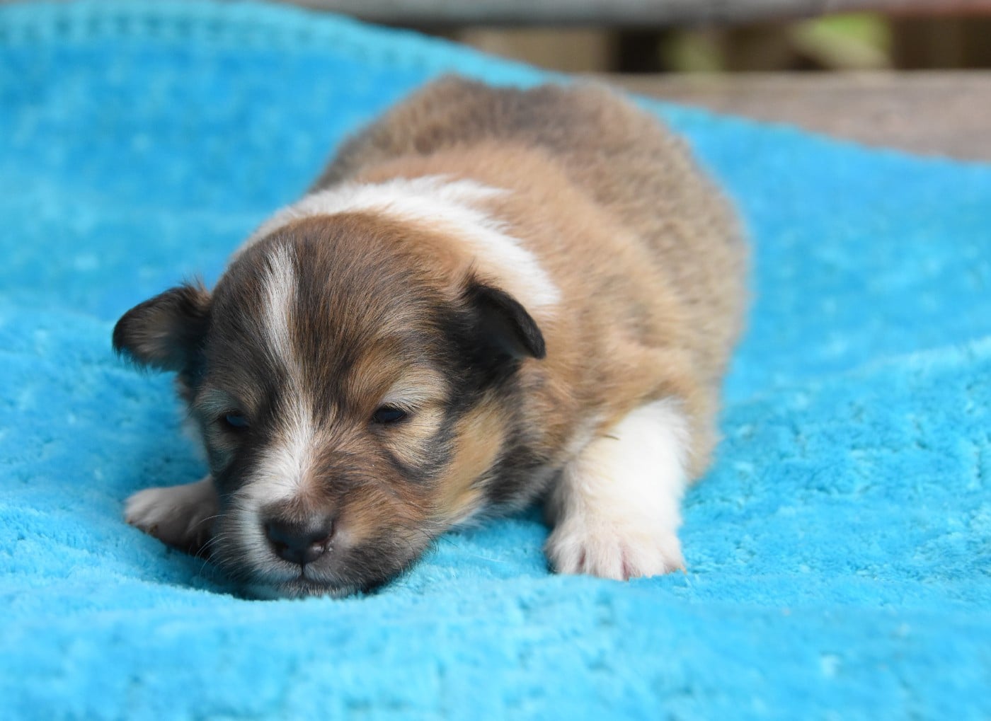 Shetland Sheepdog - des Collines de Sagne