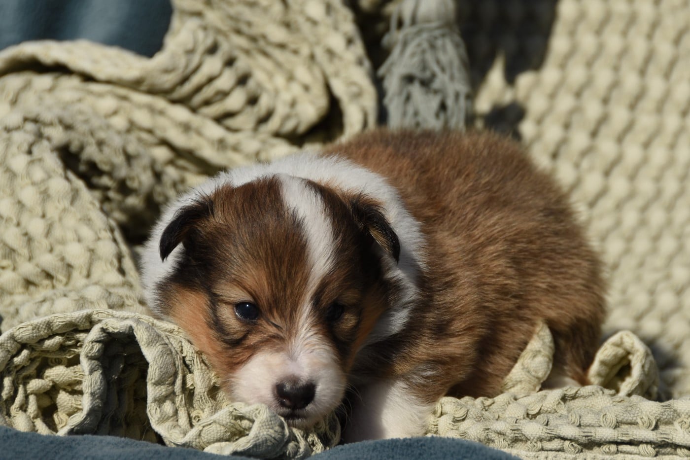 Shetland Sheepdog - des Collines de Sagne