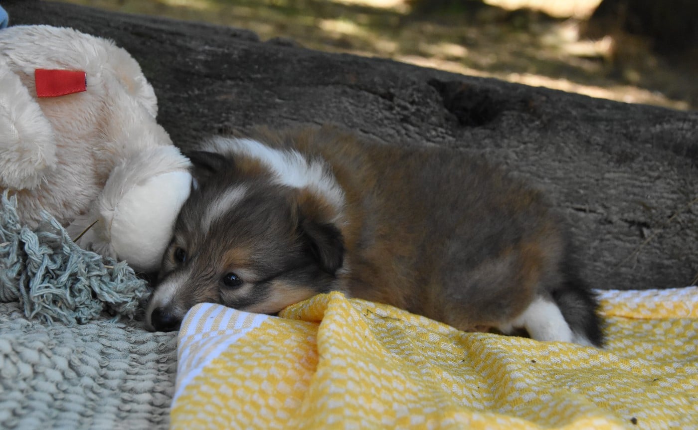 Chiot N°6