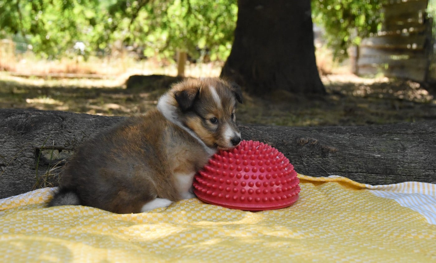 Chiot N°6