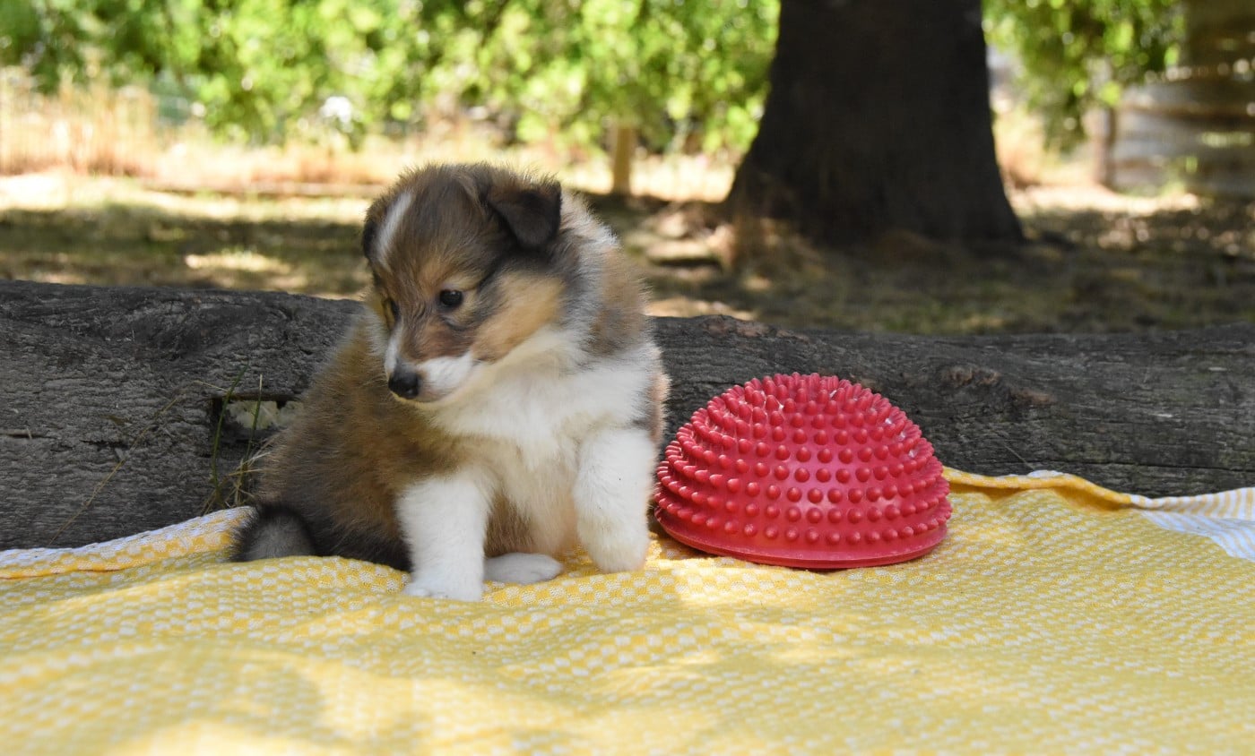 Chiot N°6