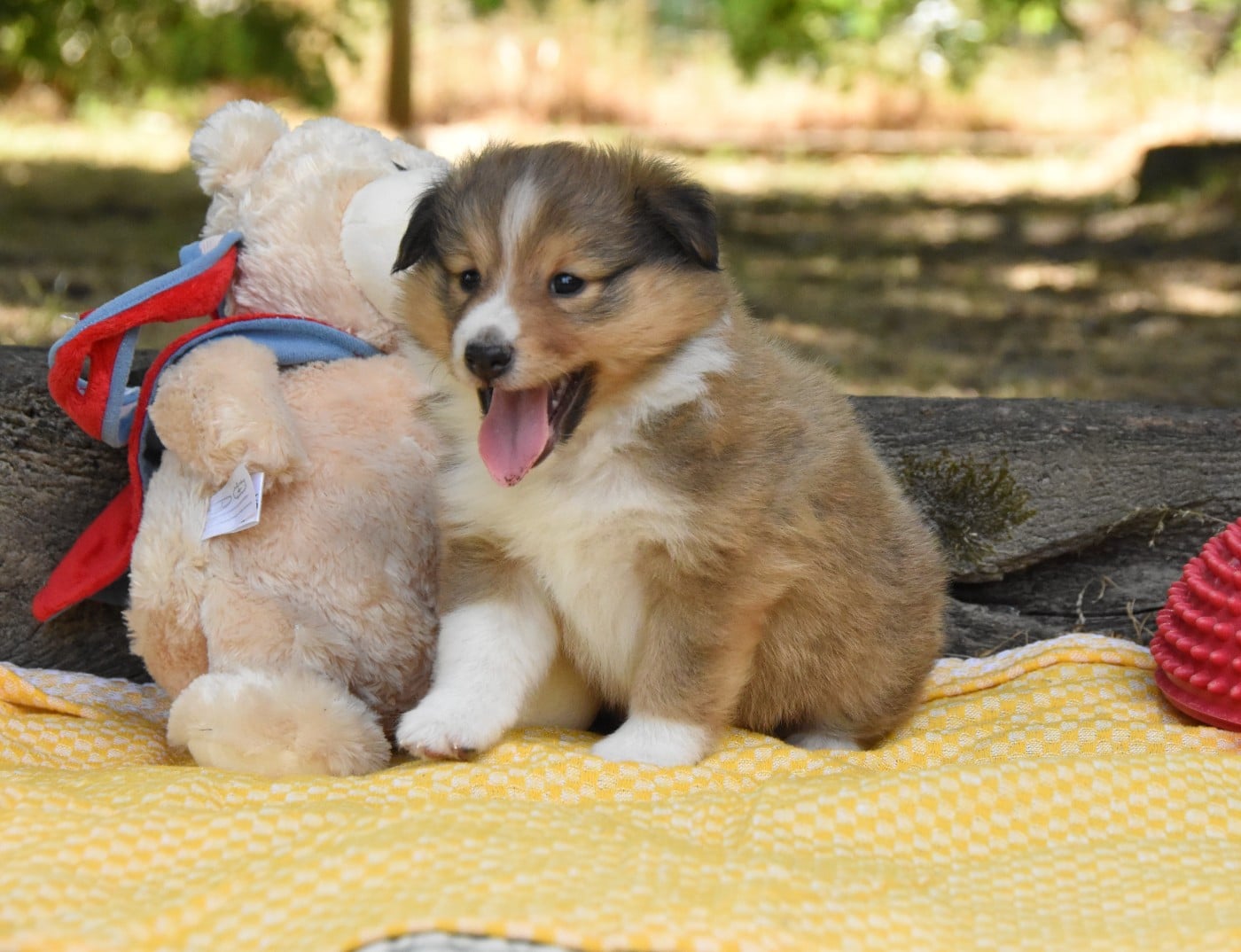 Chiot N°4