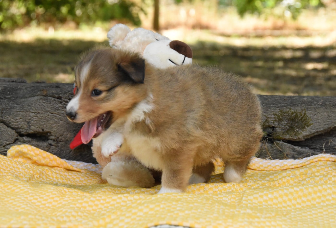 Chiot N°4