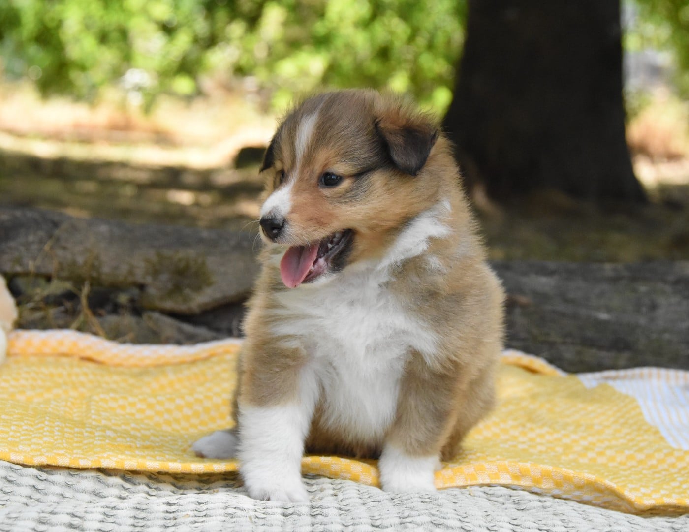 Chiot N°4