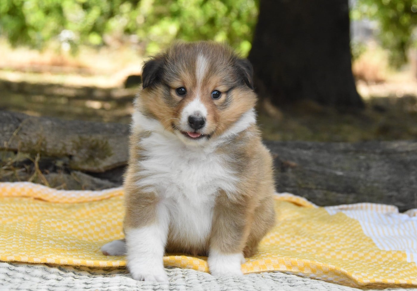 Chiot N°4