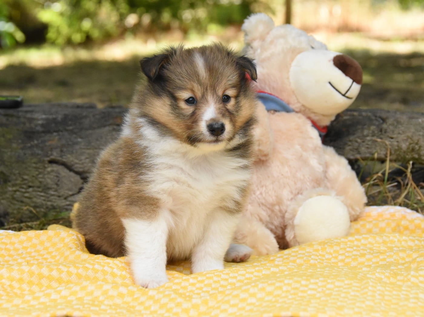 Chiot N°3
