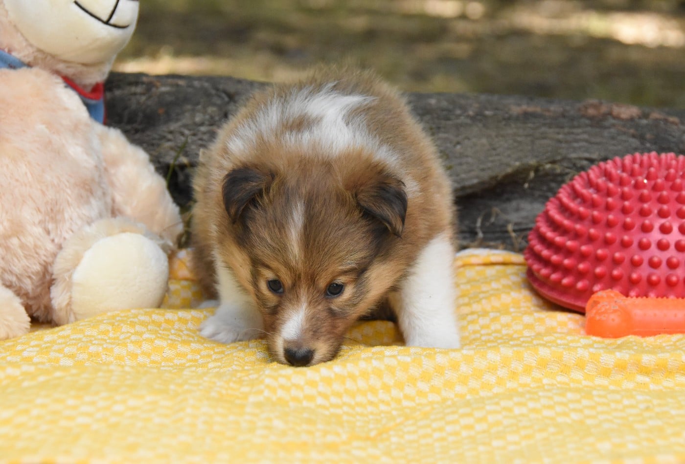 Chiot N°3