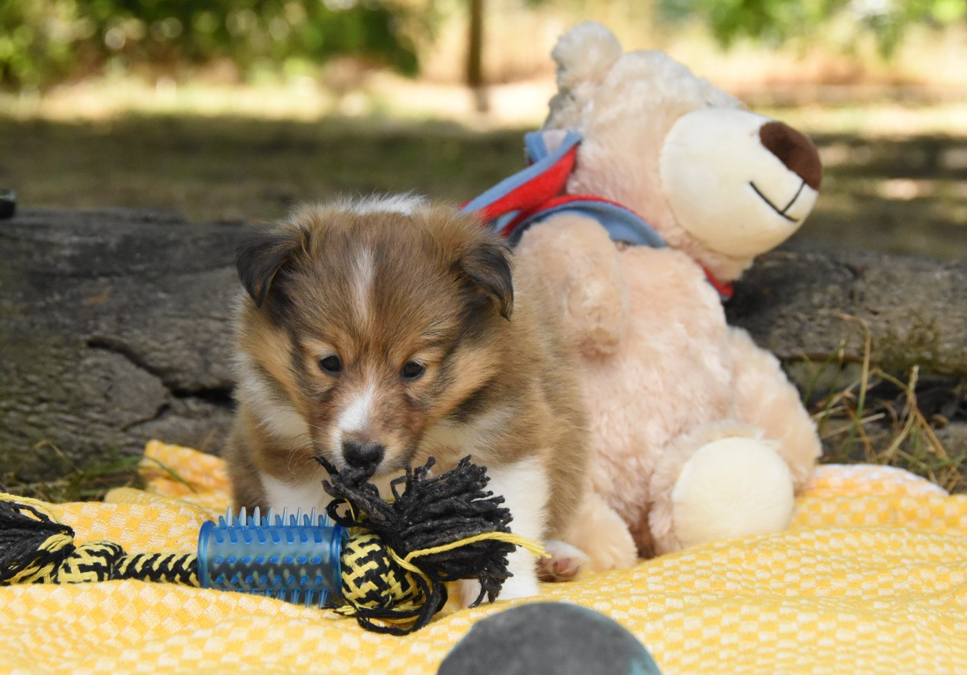 Chiot N°3