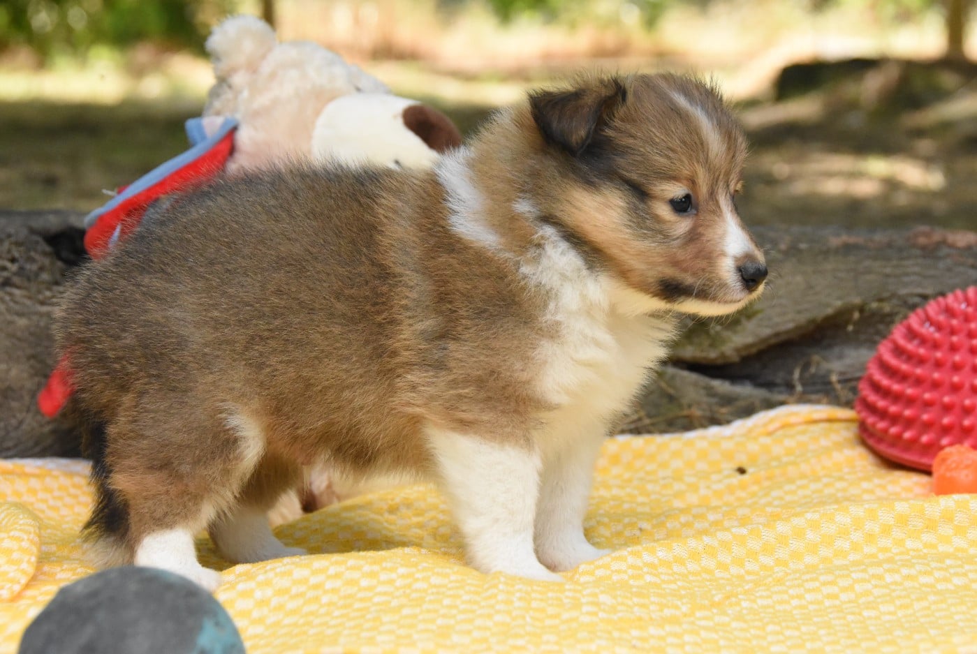 Chiot N°3
