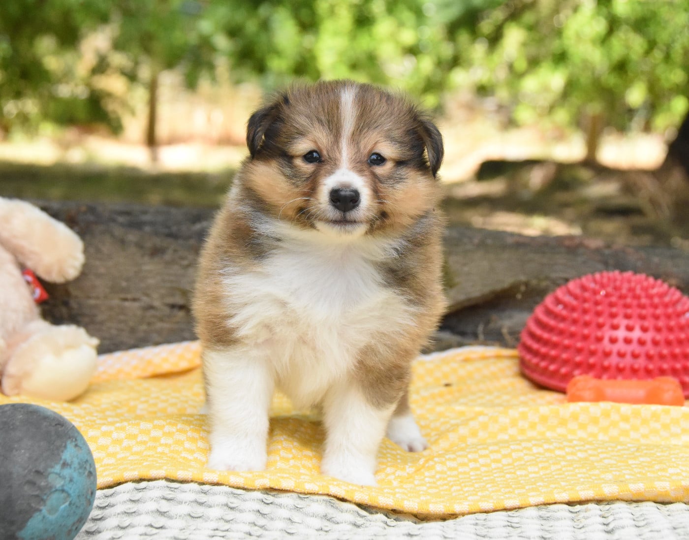 Shetland Sheepdog - des Collines de Sagne