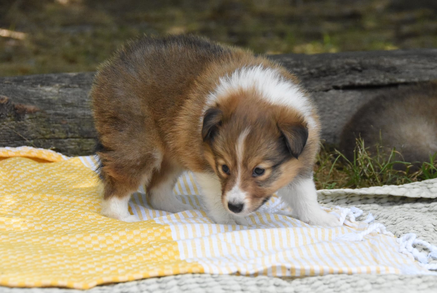 Chiot N°2