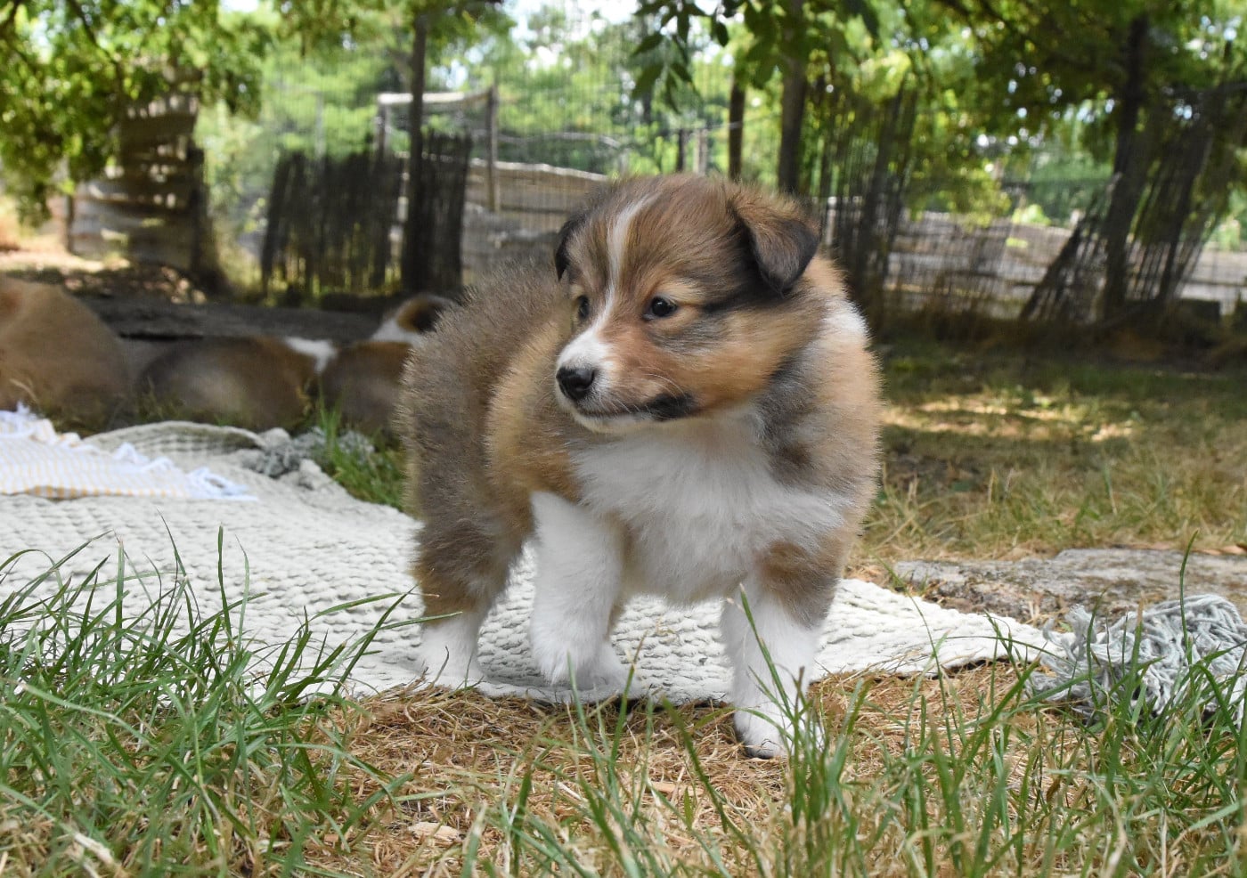 Chiot N°2