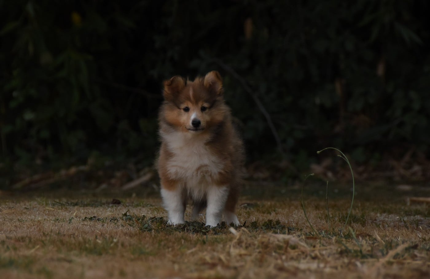 Chiot N°3