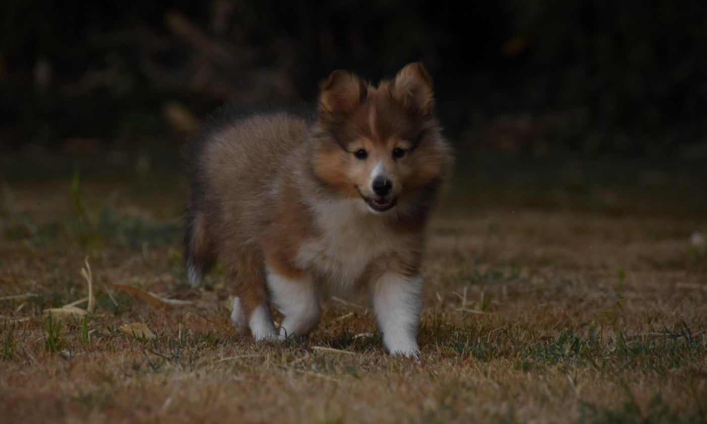 Chiot N°3