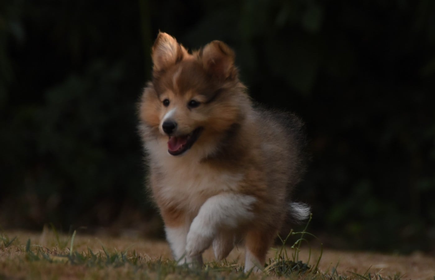Chiot N°3