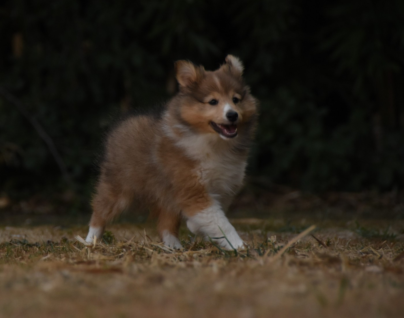 Chiot N°3