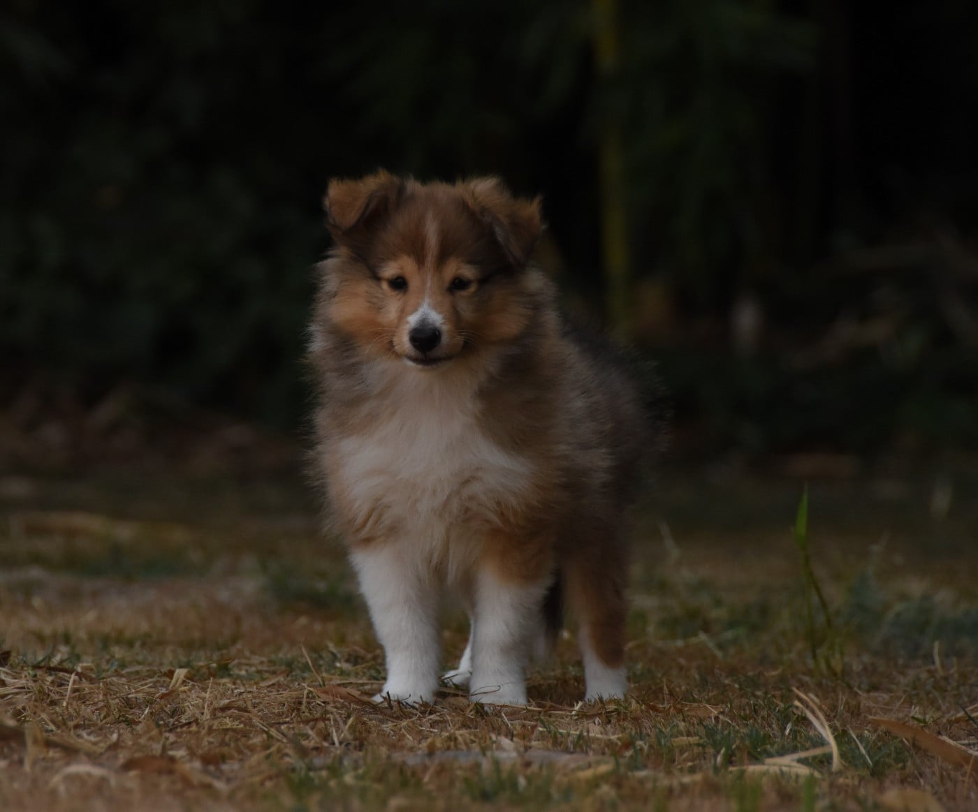 Shetland Sheepdog - des Collines de Sagne