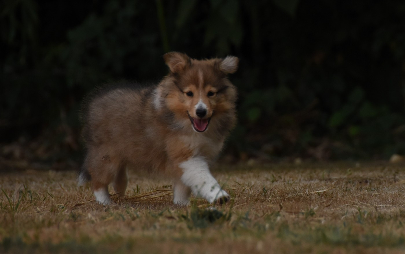 Chiot N°2
