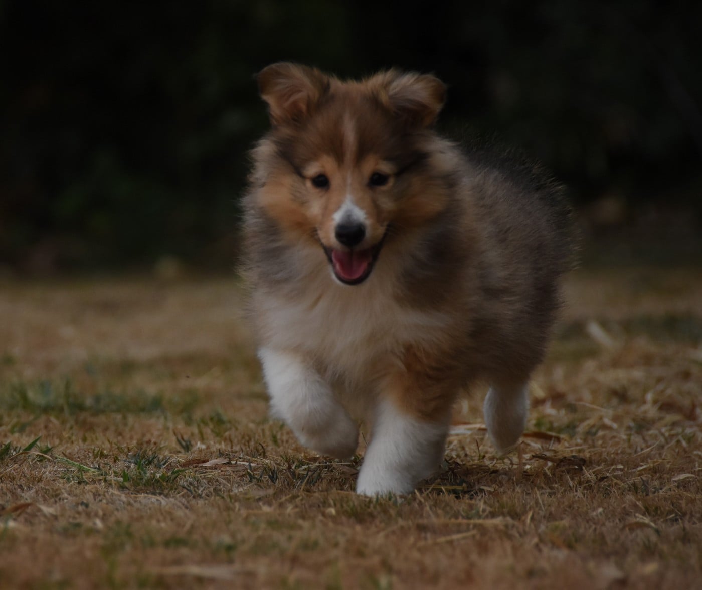 Chiot N°2