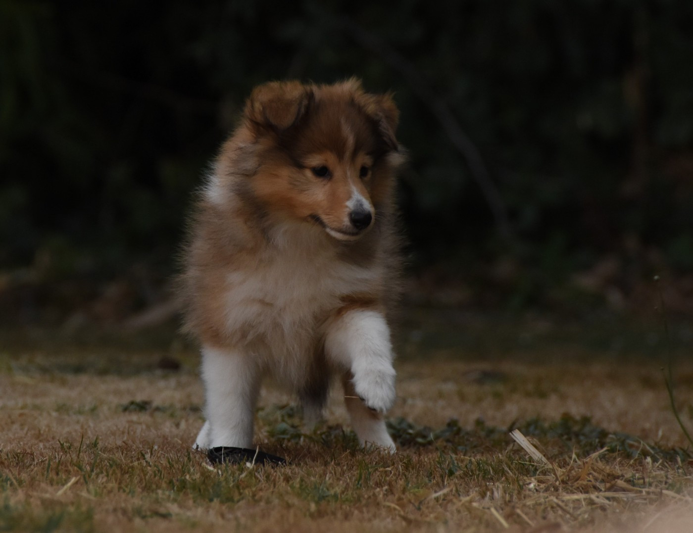 Chiot N°2