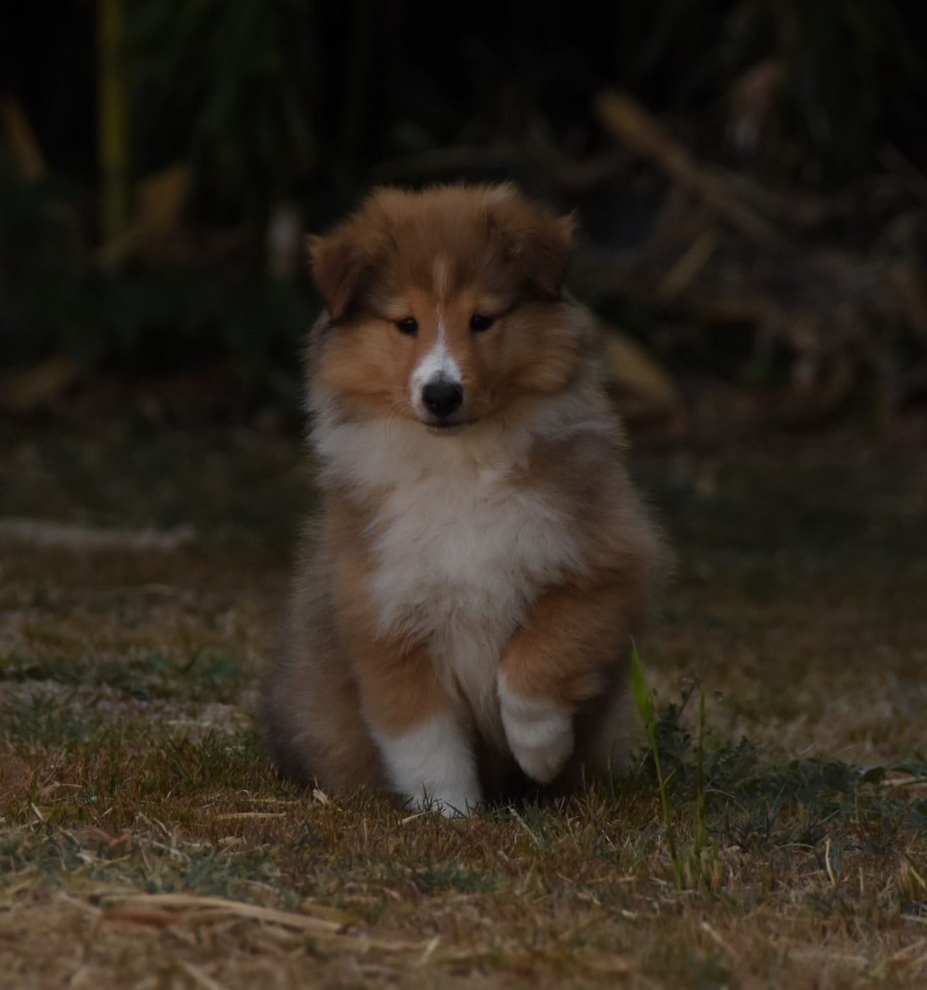 Chiot N°4