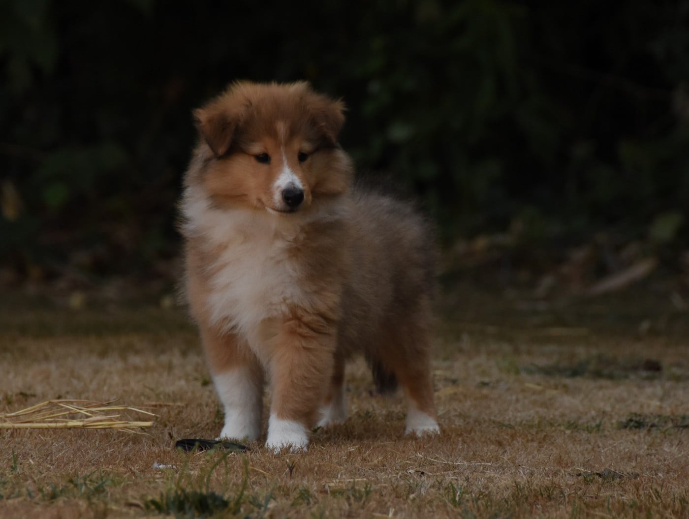 Chiot N°4
