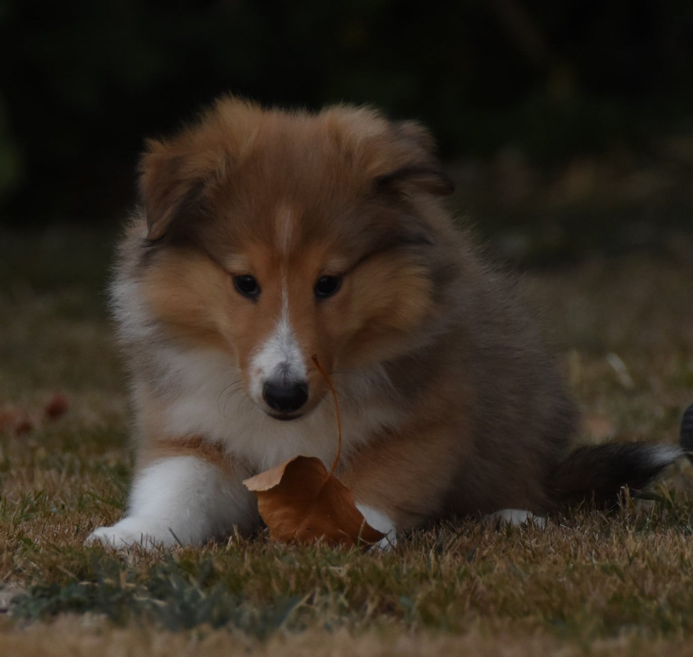 Chiot N°4