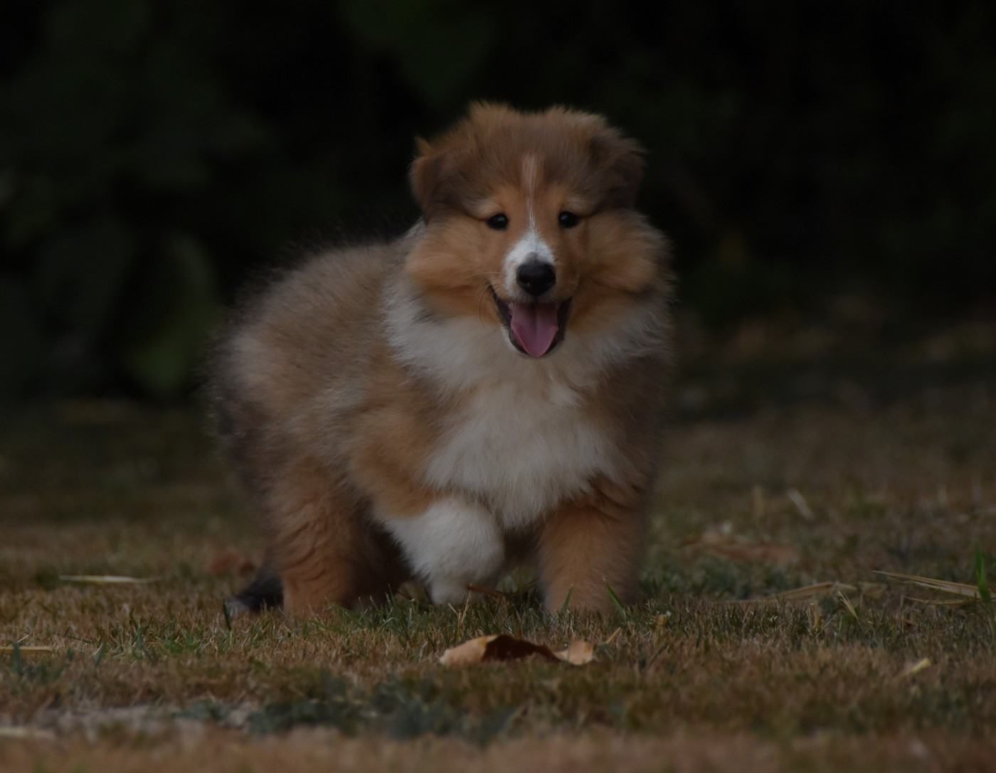 Chiot N°4