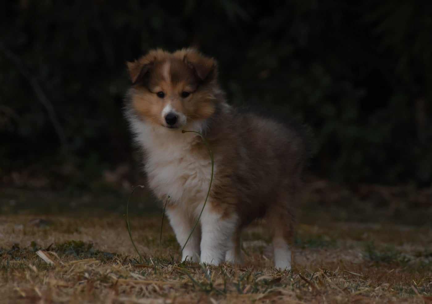 Chiot N°6