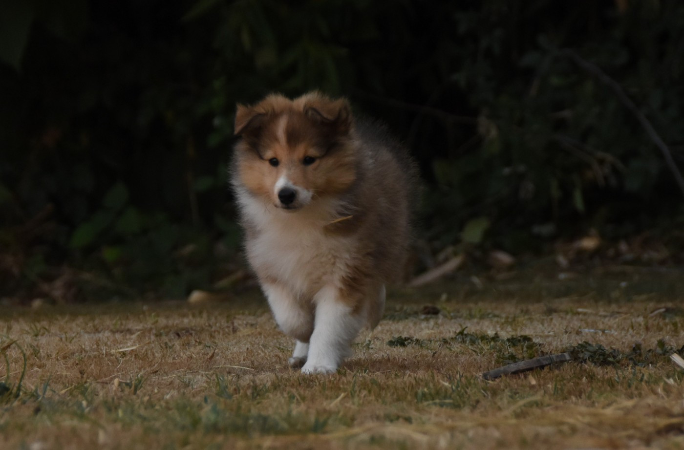 Chiot N°6