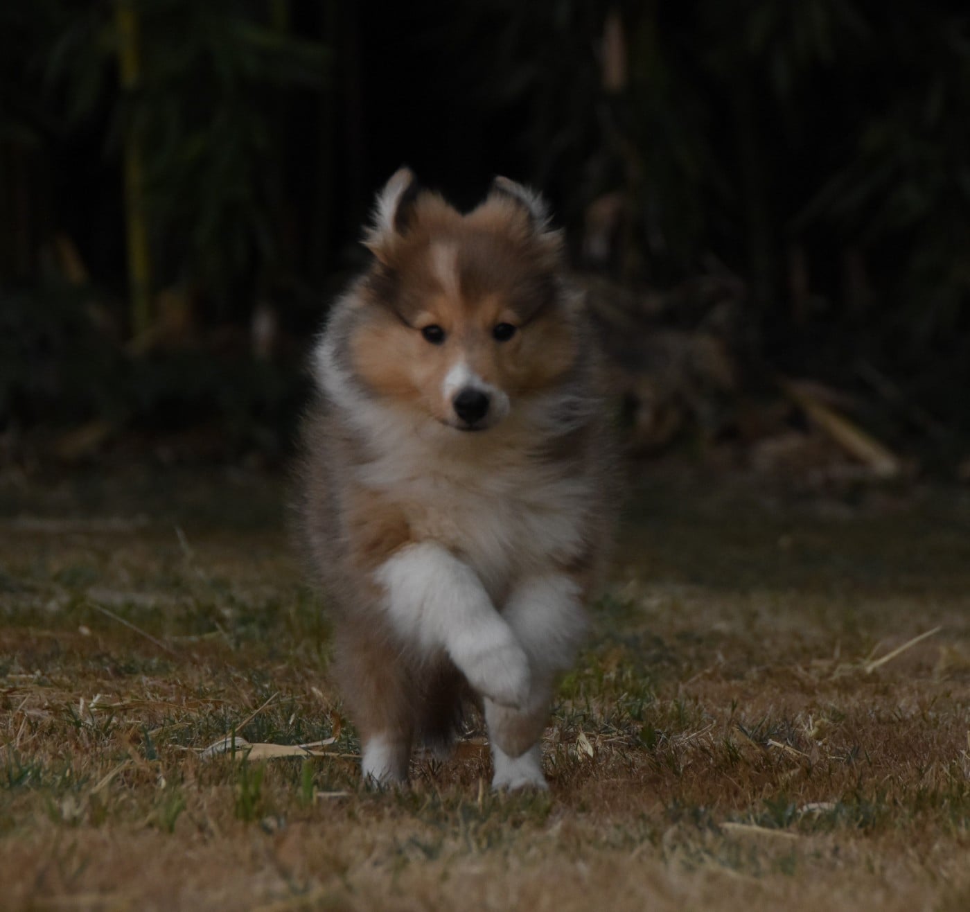Chiot N°6
