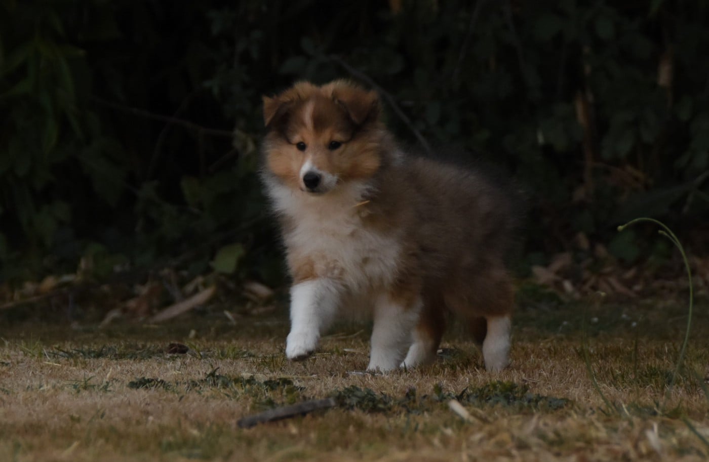 Chiot N°6