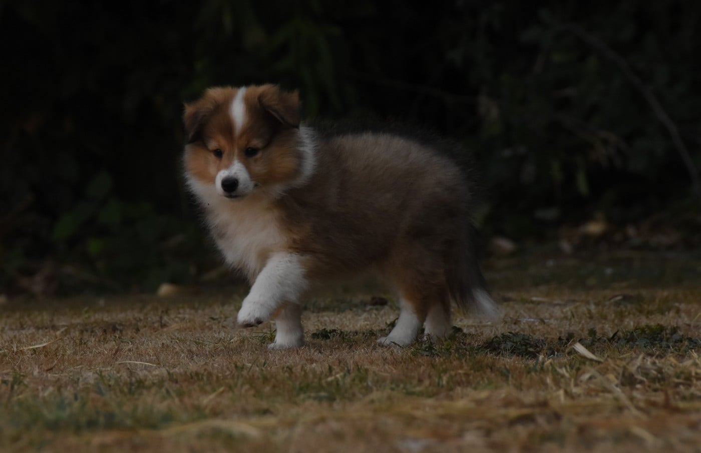 Chiot N°1