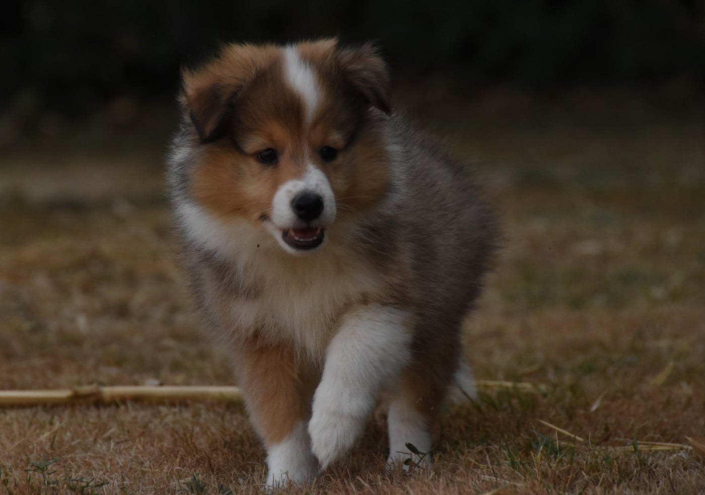 Chiot N°1