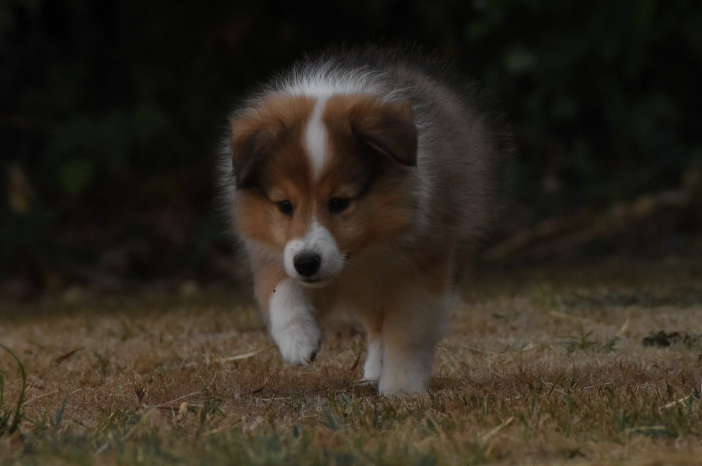 Chiot N°1