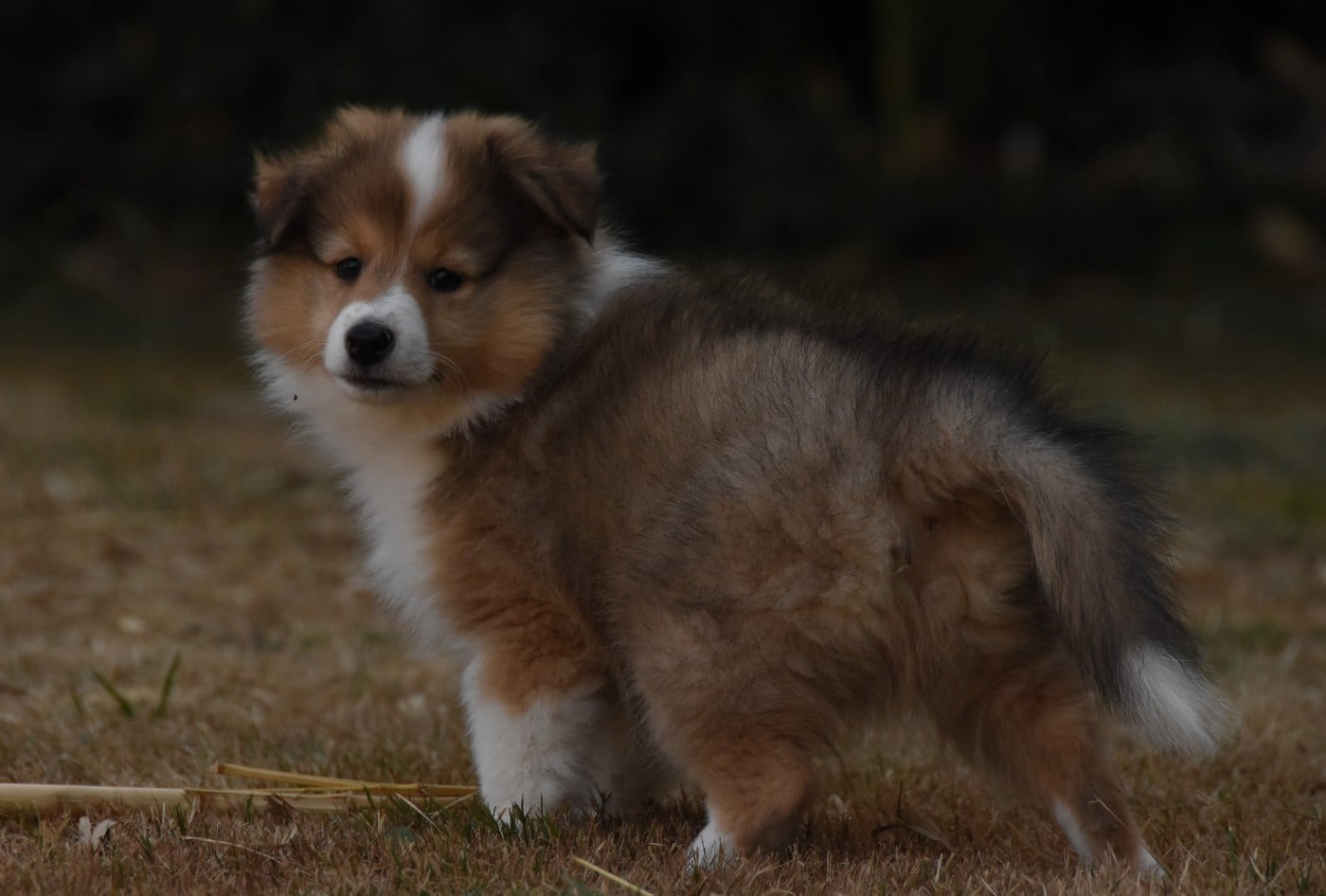 Chiot N°1