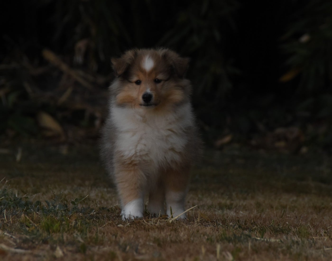 Chiot N°5