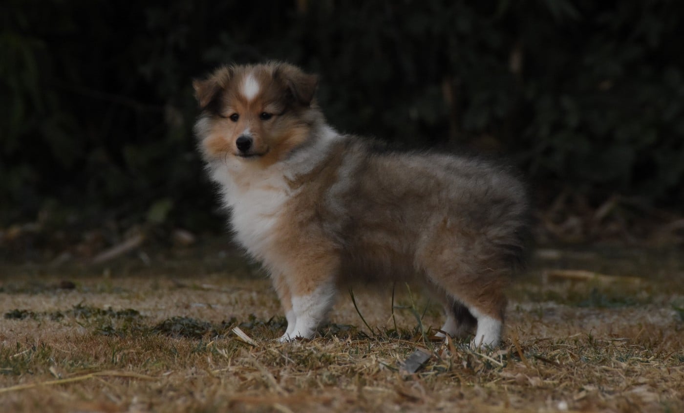 Chiot N°5