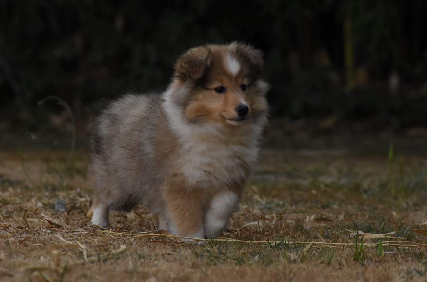 Chiot N°5