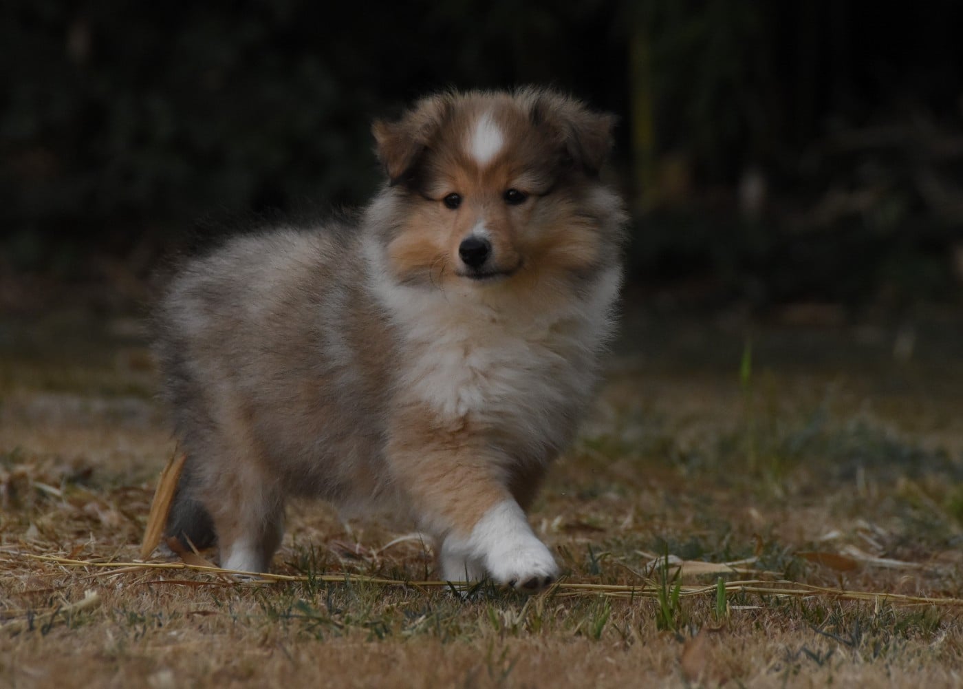 Chiot N°5