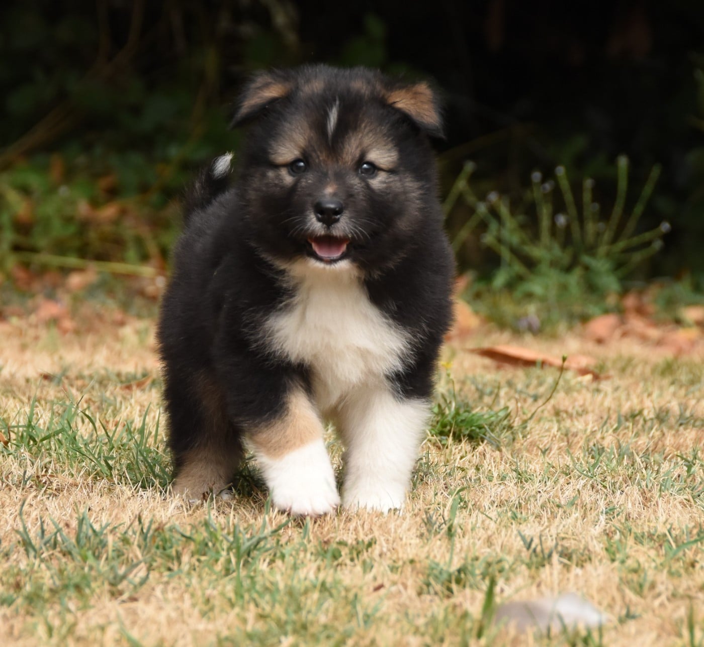 Chien finnois de Laponie - des Collines de Sagne