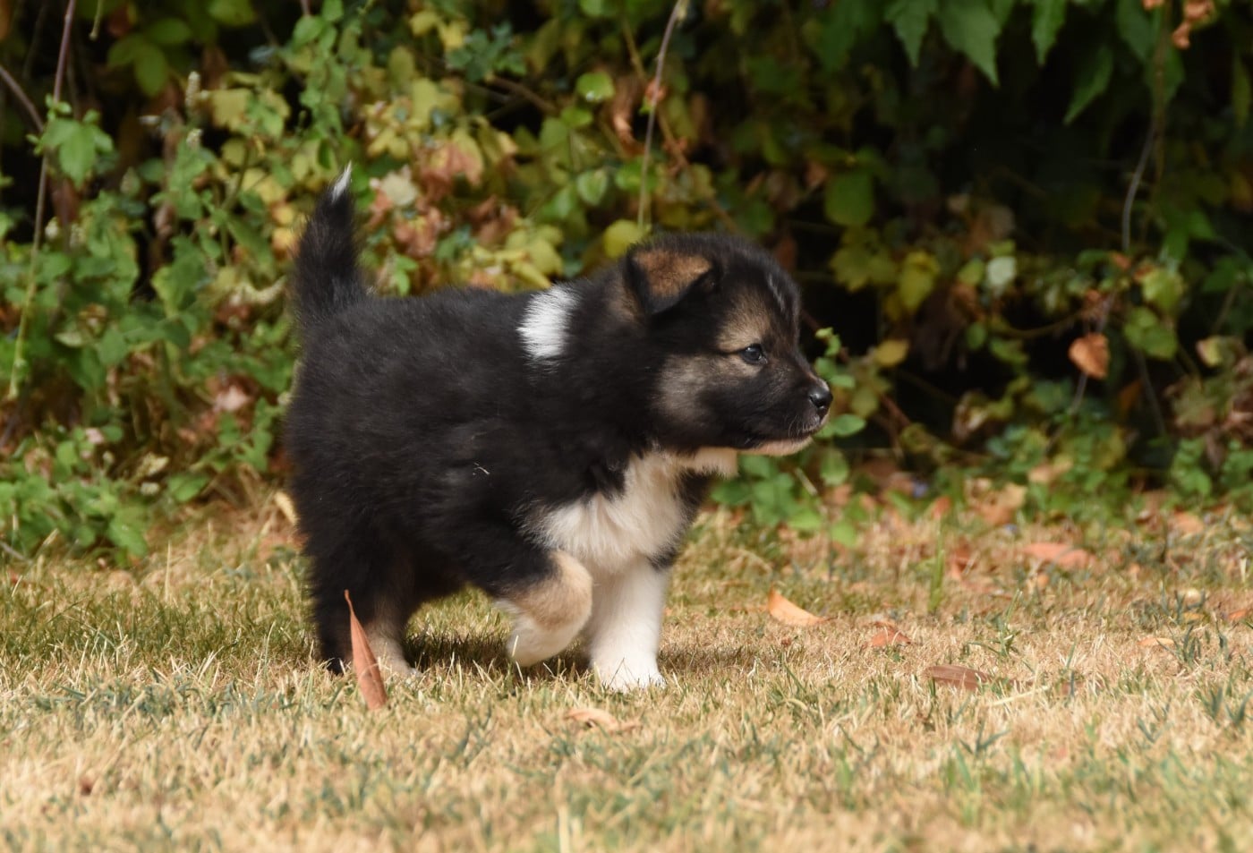 Chiot N°1