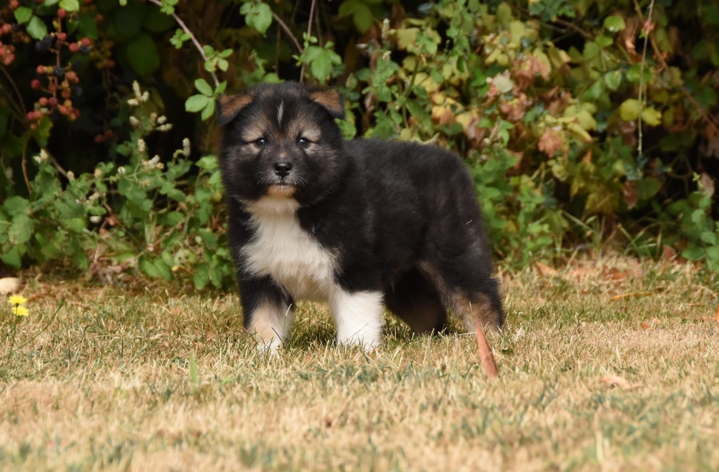 Chiot N°1