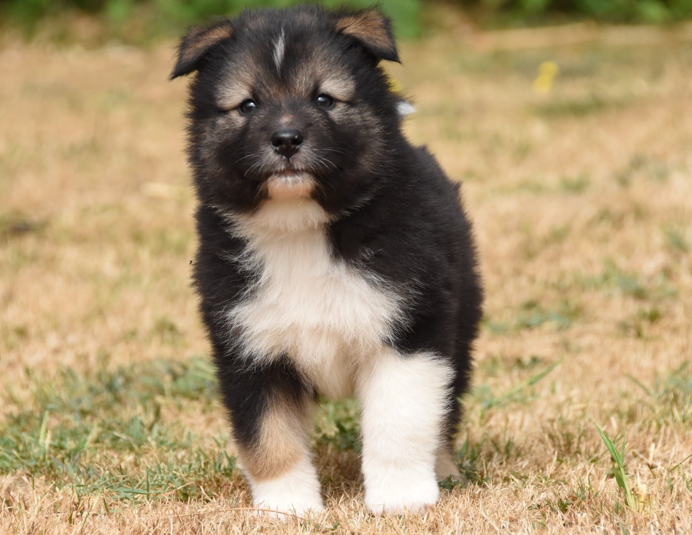 Chiot N°1