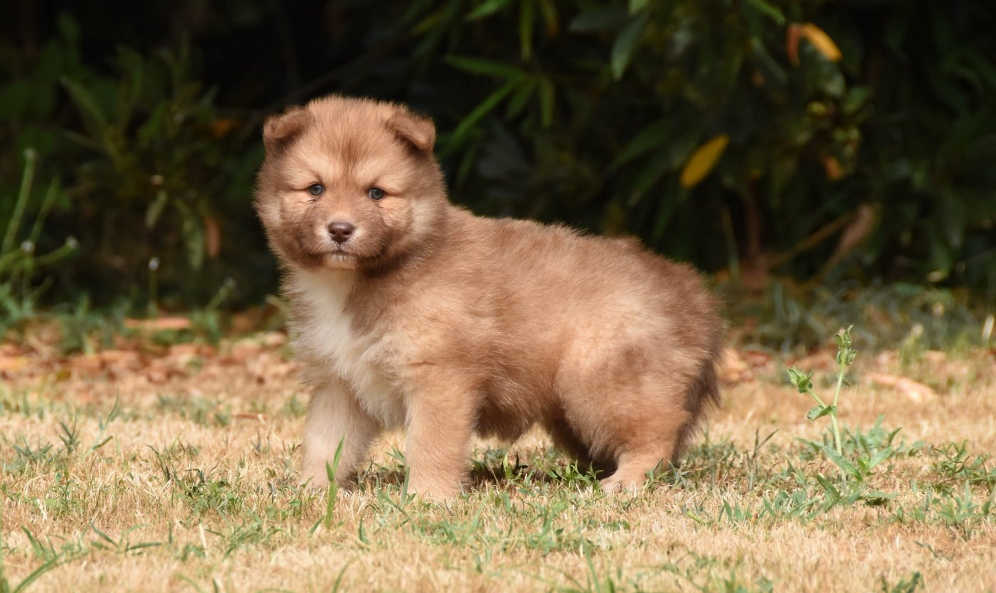 Chiot N°3