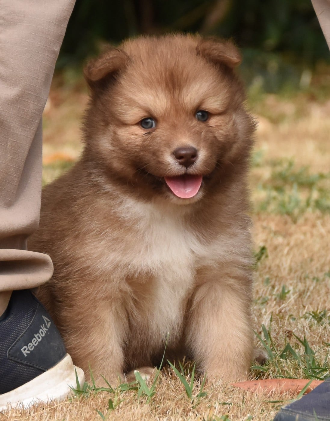 Chiot N°3