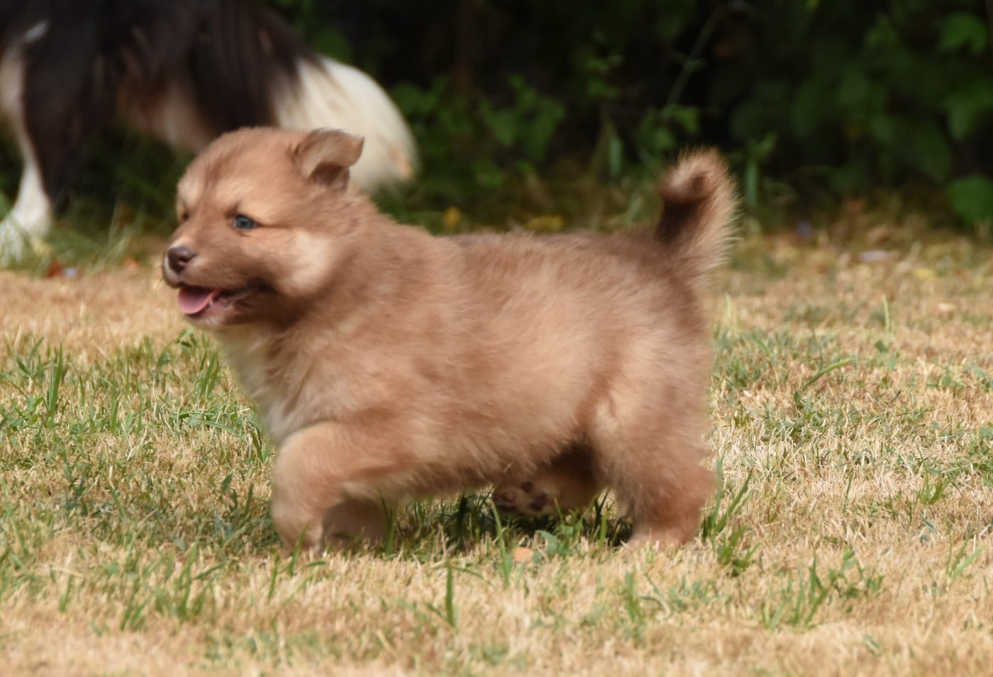 Chiot N°3